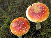 Psilocibina hace pacientes cáncer vean seres queridos forma distinta