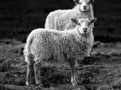 Icelandic Sheeps
