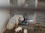 Mama Setter cachorro peligro muerte, perrera Valencia