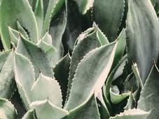 Cuidados Aloe vera para piel