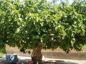 Higuera, árbol antiguo como medicinal