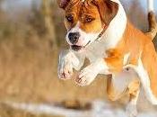 ¿Qué significa soñar sabuesos?