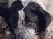 formas relajar perro salir casa