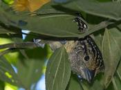 Batará goteado (Spot-backed Antshrike) Hypoedaleus guttatus