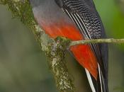 Surucuá común (Surucua Trogon) Trogon surrucura