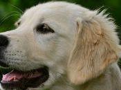 Cómo cuidar Golden Retriever