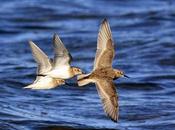 Unicolores Laguna Blanca