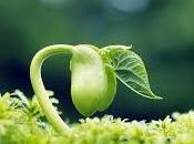 significado soñar brote.