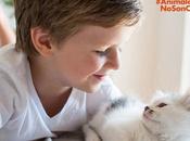 Mundial animales: #AnimalesNoSonCosas