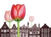 Crisis Tulipanes