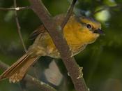 Ticotico ocráceo (Ochre-breasted Foliage Gleaner) Anabacerthia lichtensteini