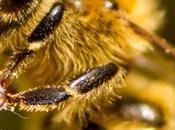 Descubren mecanismo neuronal baile abejas discover bees dance mechanism.