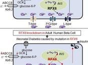 Nuevo tipo Diabetes causada mutación RFX6