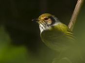 Mosqueta enana (Eared Pigmy-tyrant) Myiornis auricularis