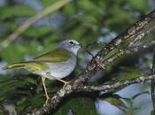 Arañero silbón (Myiothlypis leucoblephara)