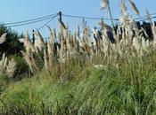 Plumeros junto carretera