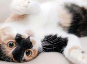 Cuidados básicos adoptar gato