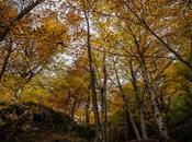 techo bosque