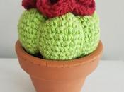 Cactus nomi