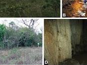 Nuevos isópodos cuevas Brasil