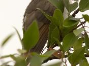 Cuclillo Pico Amarillo (Yellow-billed Cuckoo) Coccyzus americanus (Linnaeus, 1758)