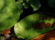 Venerdí Photosatriani