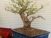 Olmo Comun :primeros alambrados