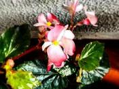 flor agradecimiento