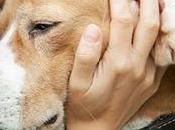 Cuidar mascota enferma: enorme costo emocional nadie habla
