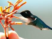 Conoce colibrí pequeño mundo