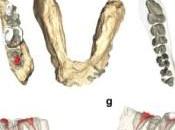 pruebas suficientes para afirmar seres humanos originaron Europa