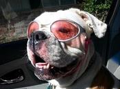 Perro bulldog lentes proteccion graciosos pequeños