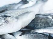 ¿Cómo conservas pescados?