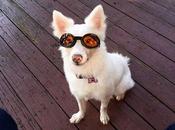 Protector solar para perros albinos blancos cachorros