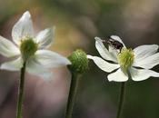 (Anemone multifida)