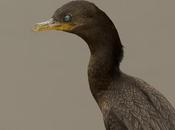Biguá (Neotropic Cormorant) Phalacrocorax brasilianus