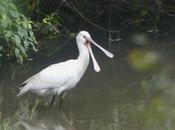 Espátula, sondeando agua