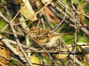 Pioyinos esconderite