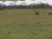 Anduve poco torpe