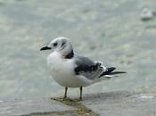 Tridáctila entre reidoras