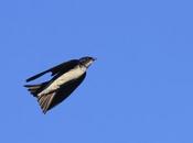 Golondrinas laguneras
