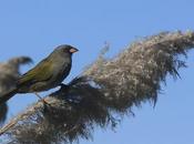 Verdón cortadereando