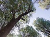 Venerdí Photosatriani