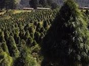 Asigna probosque $761 millones cuidado áreas forestales mexiquenses