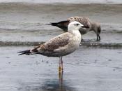 gaviota cáspica Alemania