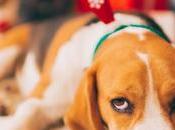 Cómo evitar Navidad estrese mascota