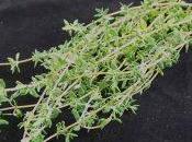 Tomillo para ronquera