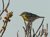 Ciguita Parula Northern Setophaga americana (Linnaeus, 1758)