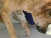 Tratamiento para parálisis perros garrapatas: síntomas