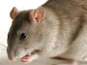 Cómo terminar ratas casa: remedios, venenos para exterminar ratones
